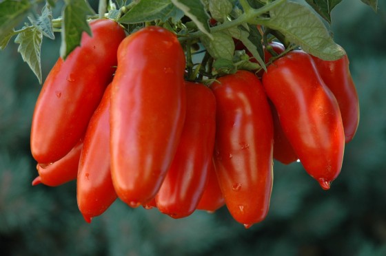 Tomates San Marzano 